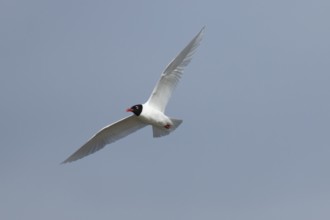 Mediterranean gull (Ichthyaetus melanocephalus) adult bird in flight in a blue sky, England, United