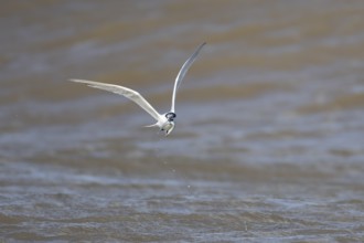 Sandwich tern (Thalasseus sandvicensis) adult bird with a fish in its beak in flight over the sea,
