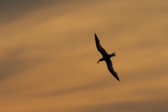 Sandwich tern (Thalasseus sandvicensis) silhouette of an adult bird with a fish in its beak in