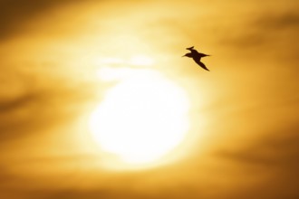 Sandwich tern (Thalasseus sandvicensis) silhouette of an adult bird in flight at sunset, England,