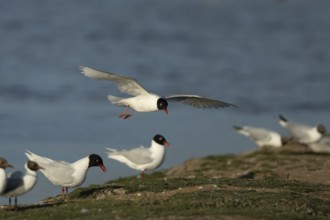 Mediterranean gull (Ichthyaetus melanocephalus) adult bird in flight coming into land on an island,