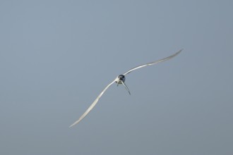 Sandwich tern (Thalasseus sandvicensis) adult bird with a fish in its beak in flight, England,