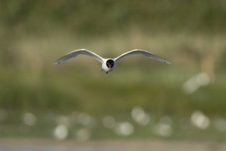 Mediterranean gull (Ichthyaetus melanocephalus) adult bird in flight, England, United Kingdom