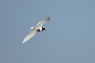 Mediterranean gull (Ichthyaetus melanocephalus) adult bird in flight in a blue sky, England, United