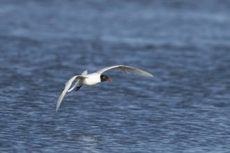 Mediterranean gull (Ichthyaetus melanocephalus) adult bird in flight, England, United Kingdom