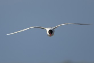 Mediterranean gull (Ichthyaetus melanocephalus) adult bird in flight in a blue sky, England, United