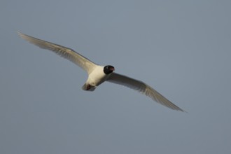 Mediterranean gull (Ichthyaetus melanocephalus) adult bird in flight in a blue sky, England, United