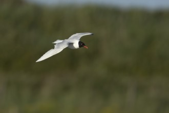 Mediterranean gull (Ichthyaetus melanocephalus) adult bird in flight, England, United Kingdom