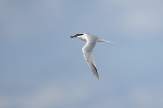 Sandwich tern (Thalasseus sandvicensis) adult bird with a fish in its beak in flight, England,