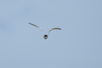 Common tern (Sterna hirundo) adult bird in flight in a blue sky, England, United Kingdom