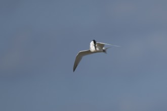 Sandwich tern (Thalasseus sandvicensis) adult bird preening in flight in a blue sky, England,