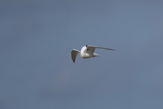 Sandwich tern (Thalasseus sandvicensis) adult bird preening in flight in a blue sky, England,