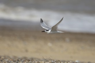 Sandwich tern (Thalasseus sandvicensis) adult bird in flight over a beach, England, United Kingdom