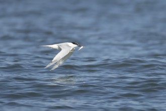 Sandwich tern (Thalasseus sandvicensis) adult bird with a fish in its beak in flight over the sea,