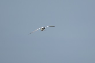Sandwich tern (Thalasseus sandvicensis) adult bird preening in flight in a blue sky, England,