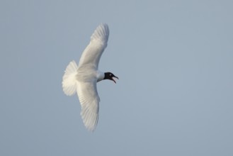 Mediterranean gull (Ichthyaetus melanocephalus) adult bird in flight in a blue sky, England, United