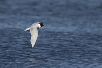Mediterranean gull (Ichthyaetus melanocephalus) adult bird in flight in a blue sky, England, United