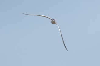 Sandwich tern (Thalasseus sandvicensis) adult bird with a fish in its beak flying, England, United