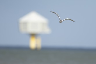 Sandwich tern (Thalasseus sandvicensis) adult bird in flight over the sea, England, United Kingdom