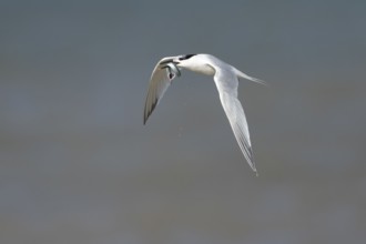 Sandwich tern (Thalasseus sandvicensis) adult bird with a fish in its beak in flight over the sea,