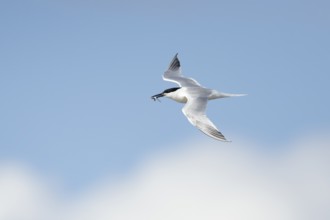Sandwich tern (Thalasseus sandvicensis) adult bird with a fish in its beak flying, England, United