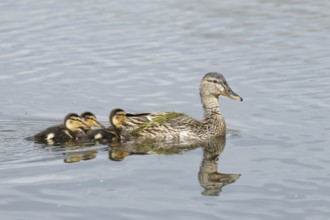 Mallard duck (Anas platyrhynchos) adult female parent bird and three juvenile baby ducklings on a