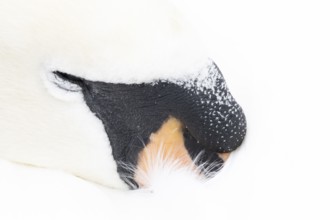 Mute swan (Cygnus olor) adult bird sleeping, England, United Kingdom