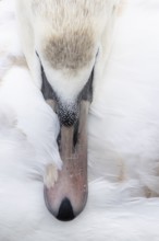 Mute swan (Cygnus olor) juvenile bird sleeping, England, United Kingdom