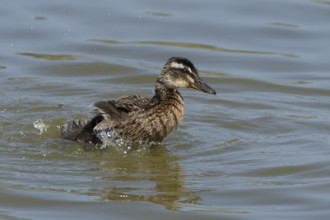 Mallard duck (Anas platyrhynchos) juvenile baby duckling bird bathing on a lake, England, United