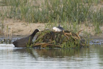 Eurasian coot (Fulica atra) adult parent bird and a juvenile baby bird on a nest on a lake,