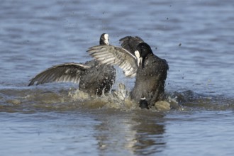 Eurasian coot (Fulica atra) three adult birds fighting on a lake, England, United Kingdom