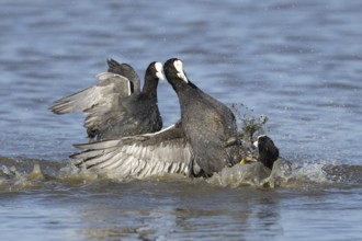 Eurasian coot (Fulica atra) three adult birds fighting on a lake, England, United Kingdom
