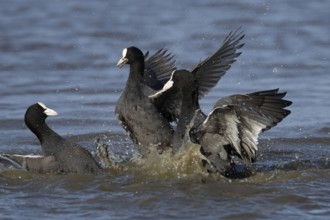 Eurasian coot (Fulica atra) three adult birds fighting on a lake, England, United Kingdom