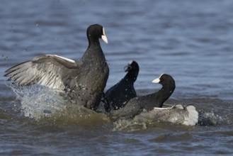 Eurasian coot (Fulica atra) three adult birds fighting on a lake, England, United Kingdom