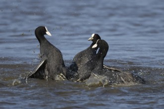 Eurasian coot (Fulica atra) three adult birds fighting on a lake, England, United Kingdom