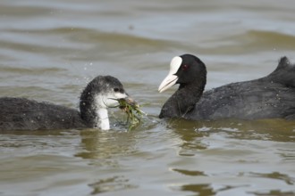 Eurasian coot (Fulica atra) adult parent bird feeding a juvenile baby bird plant vegetation on a