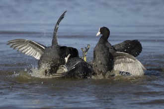 Eurasian coot (Fulica atra) three adult birds fighting on a lake, England, United Kingdom