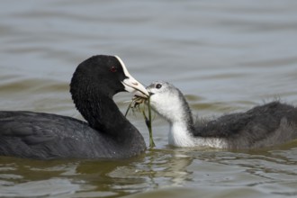 Eurasian coot (Fulica atra) adult parent bird feeding a juvenile baby bird plant vegetation on a