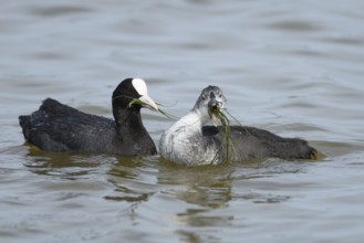 Eurasian coot (Fulica atra) adult parent bird feeding a juvenile baby bird plant vegetation on a