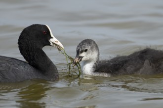 Eurasian coot (Fulica atra) adult parent bird feeding a juvenile baby bird plant vegetation on a