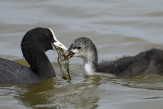 Eurasian coot (Fulica atra) adult parent bird feeding a juvenile baby bird plant vegetation on a