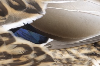 Mallard duck (Anas platyrhynchos) adult female bird close up of its wing feathers, England, United