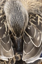 Mallard duck (Anas platyrhynchos) adult female bird resting, England, United Kingdom
