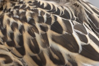 Mallard duck (Anas platyrhynchos) adult female bird close up of its wing feathers, England, United