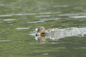 Mallard duck (Anas platyrhynchos) adult female bird chasing damselflies on a lake, England, United