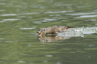 Mallard duck (Anas platyrhynchos) adult female bird chasing damselflies on a lake, England, United