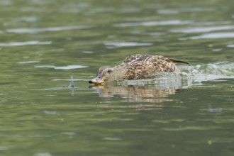 Mallard duck (Anas platyrhynchos) adult female bird chasing damselflies on a lake, England, United
