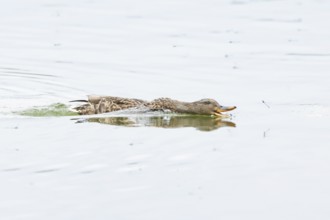 Mallard duck (Anas platyrhynchos) adult female bird chasing damselflies on a lake, England, United