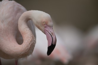 Greater flamingo (Phoenicopterus roseus) adult bird head portrait, England, United Kingdom