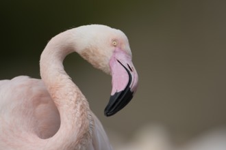 Greater flamingo (Phoenicopterus roseus) adult bird head portrait, England, United Kingdom